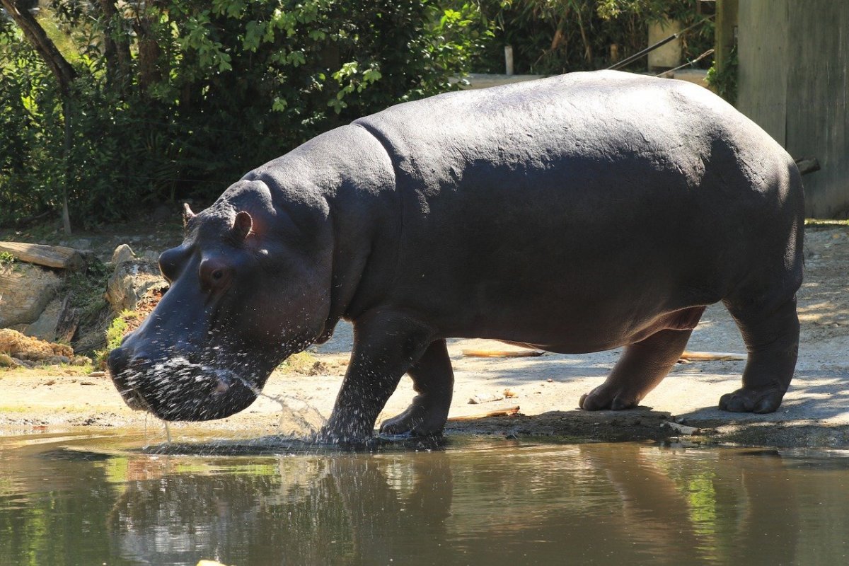 Hippopotamus amphibius