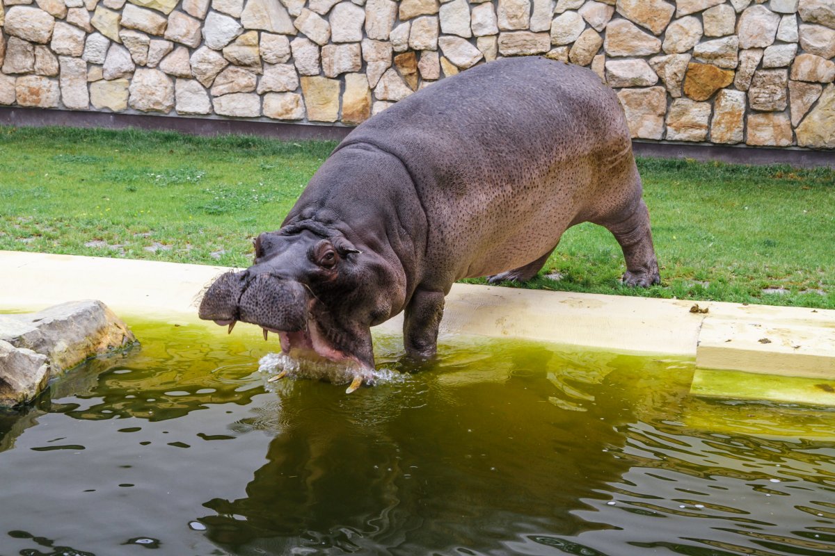 Гиппопотам (Hippopotamus amphibius)