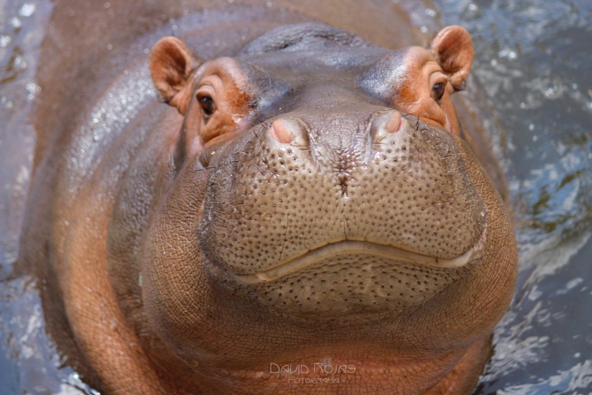 Африка ареал бегемотов