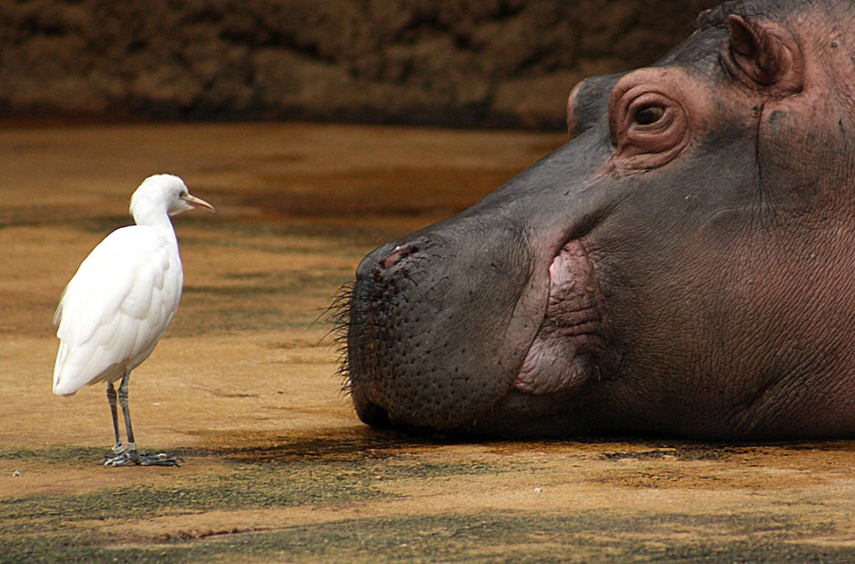 Гиппопотам в болоте
