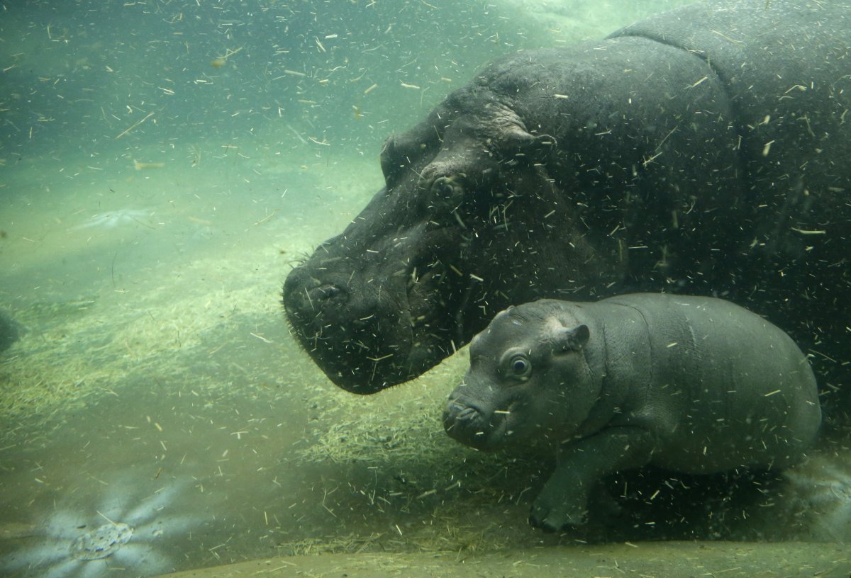 Фиона Цинциннати