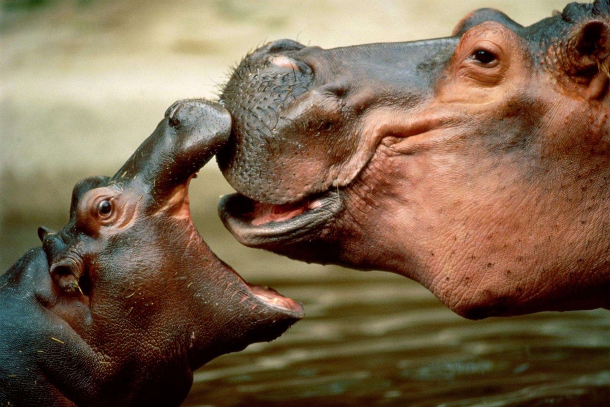 Бегемот или гиппопотам