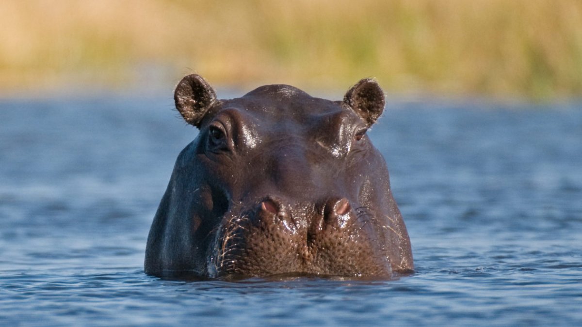 Бегемот или гиппопотам