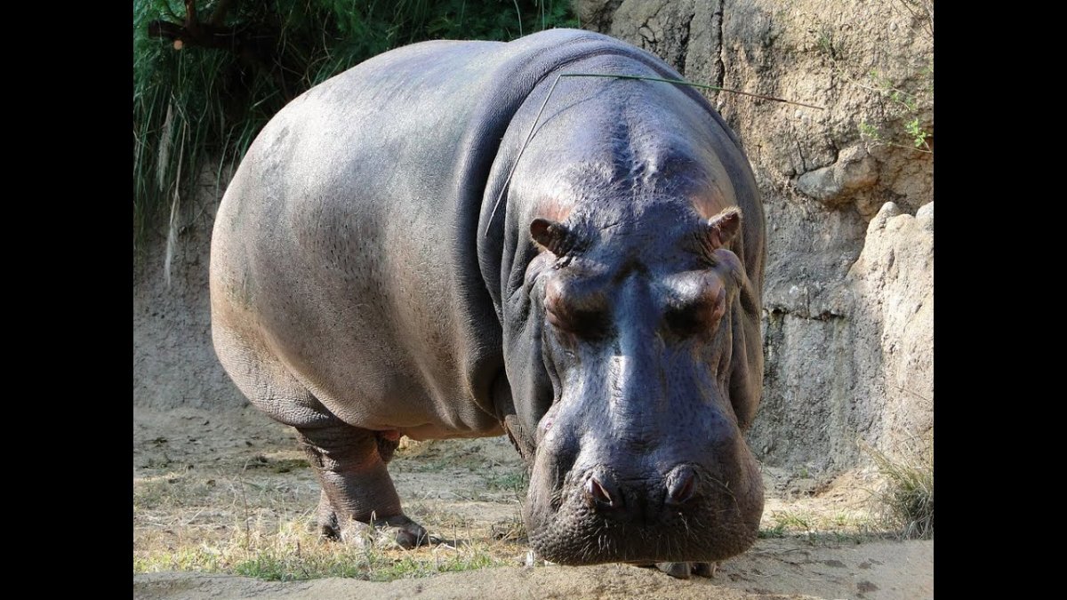 Гиппопотам и Бегемот