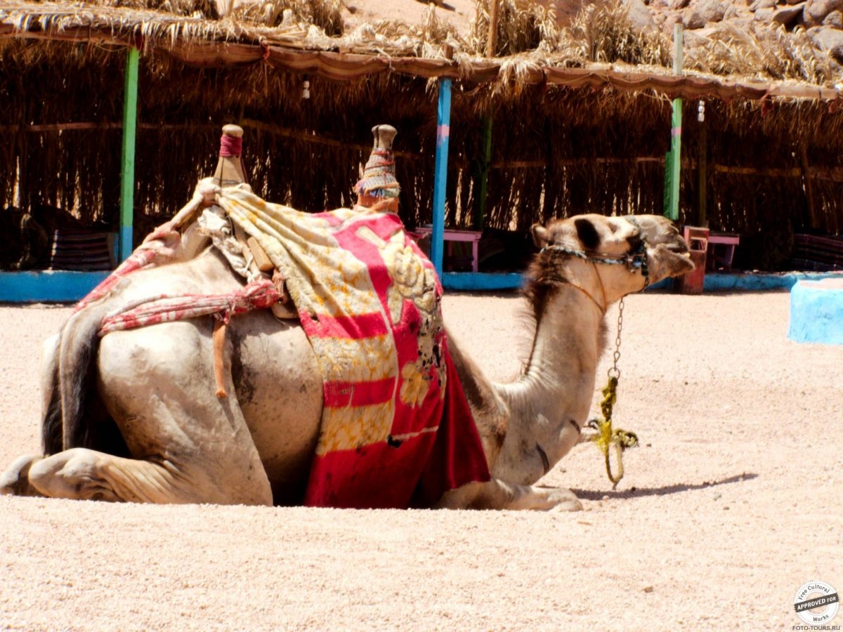 Верблюд Африка Египет