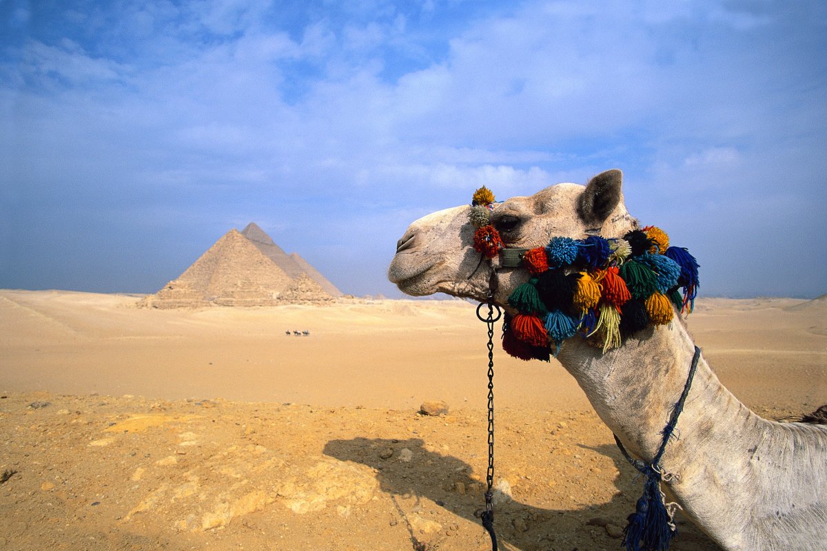 Верблюды в Египте