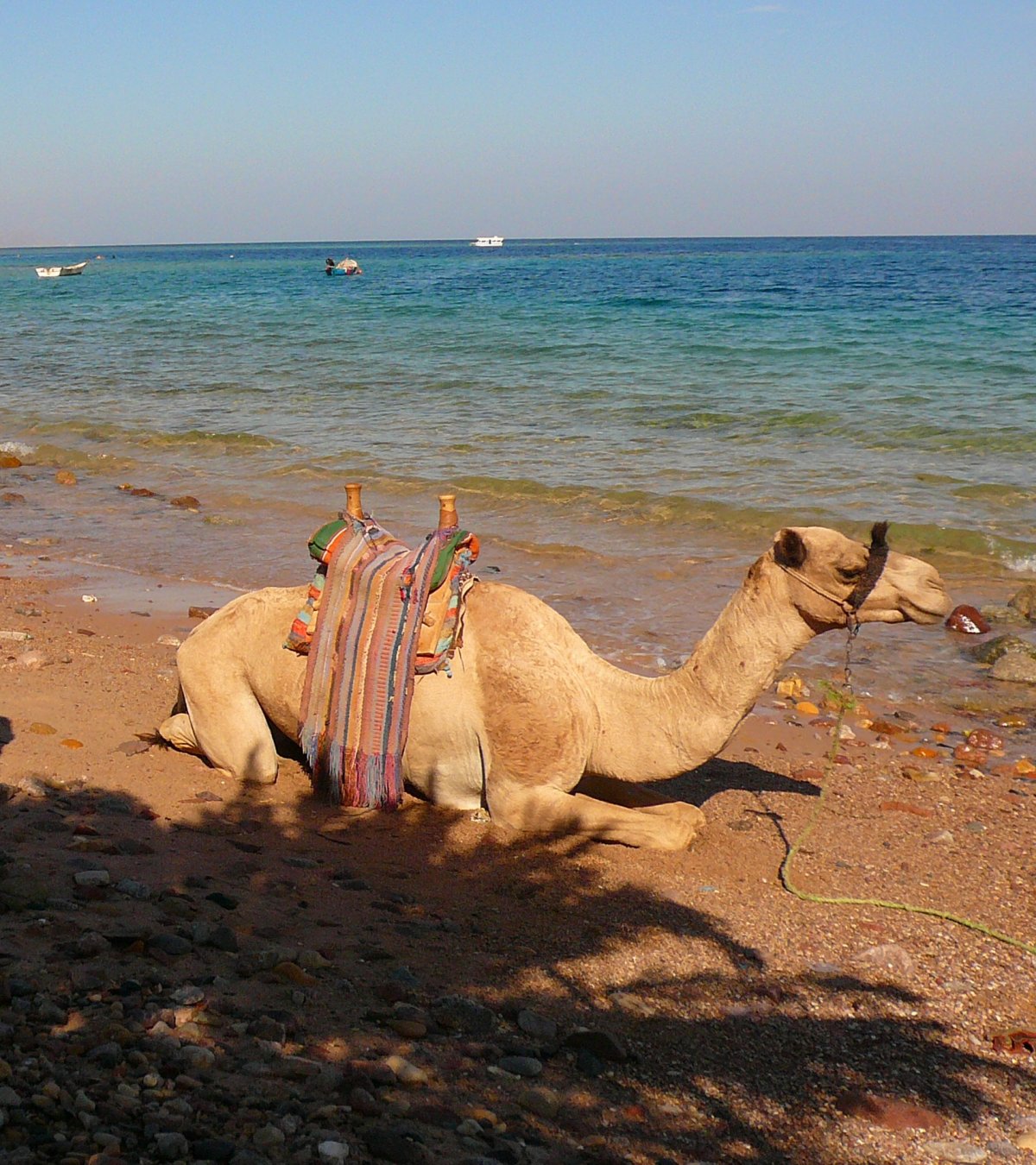 Верблюд Макс в Хургаде