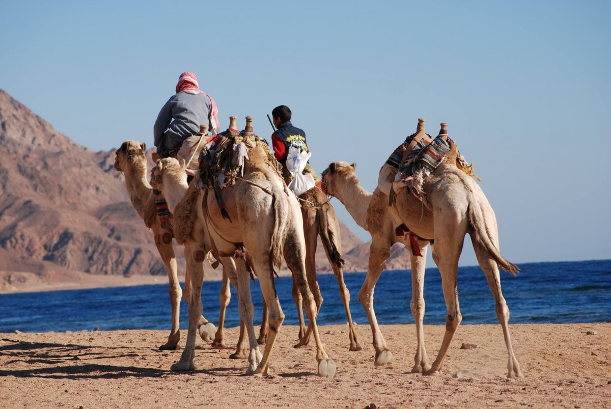 Верблюды в Египте