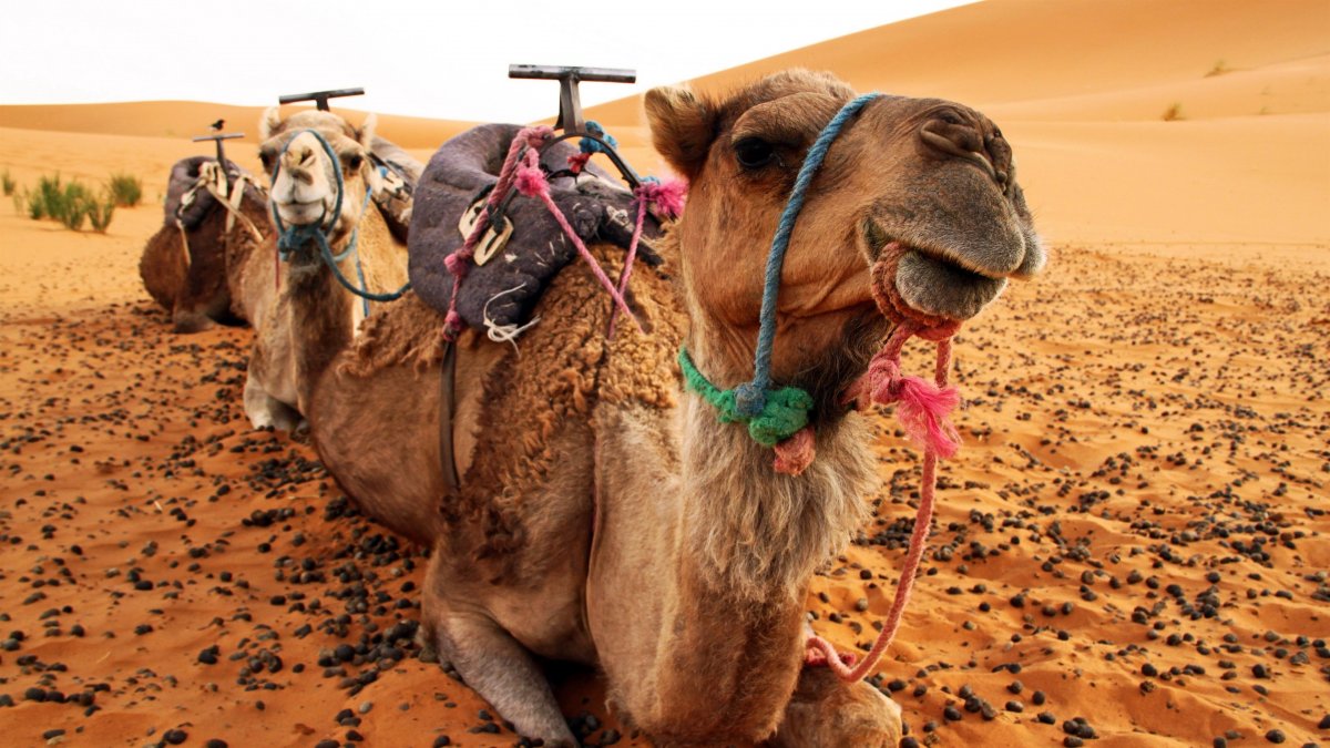 Аравийский верблюд фото