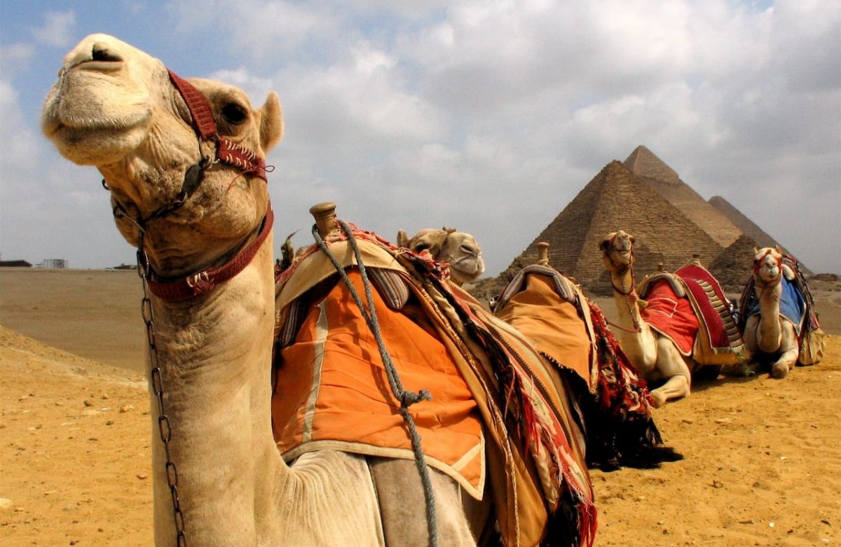 Египет Шарм Эль Шейх верблюд