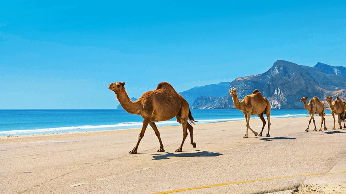 Как нарисовать верблюда для детей