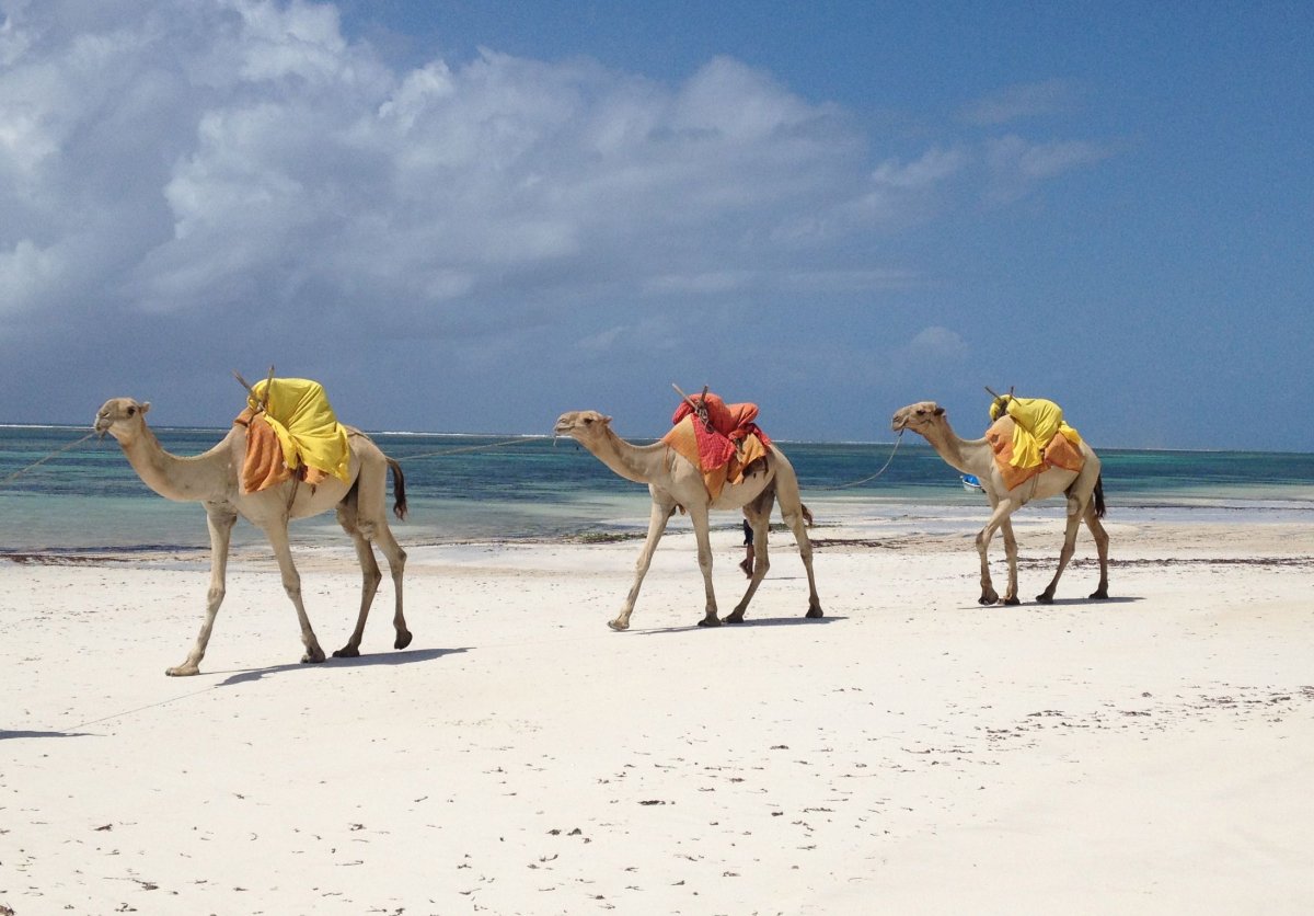 Верблюд на море