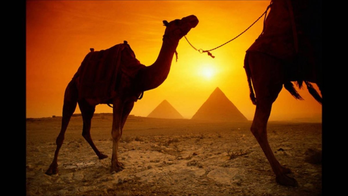 Египет Караван верблюдов