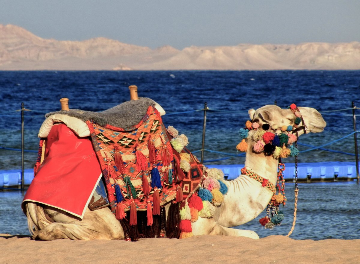 Верблюд на море