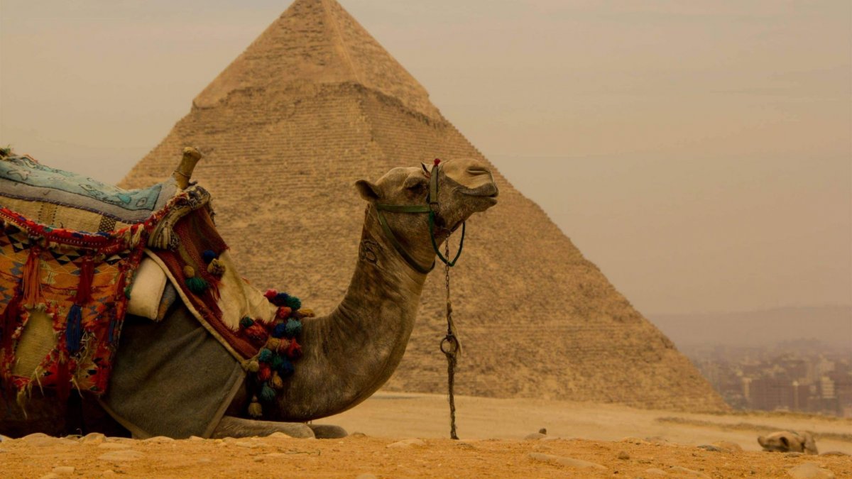 Пирадима пустыня верблюд