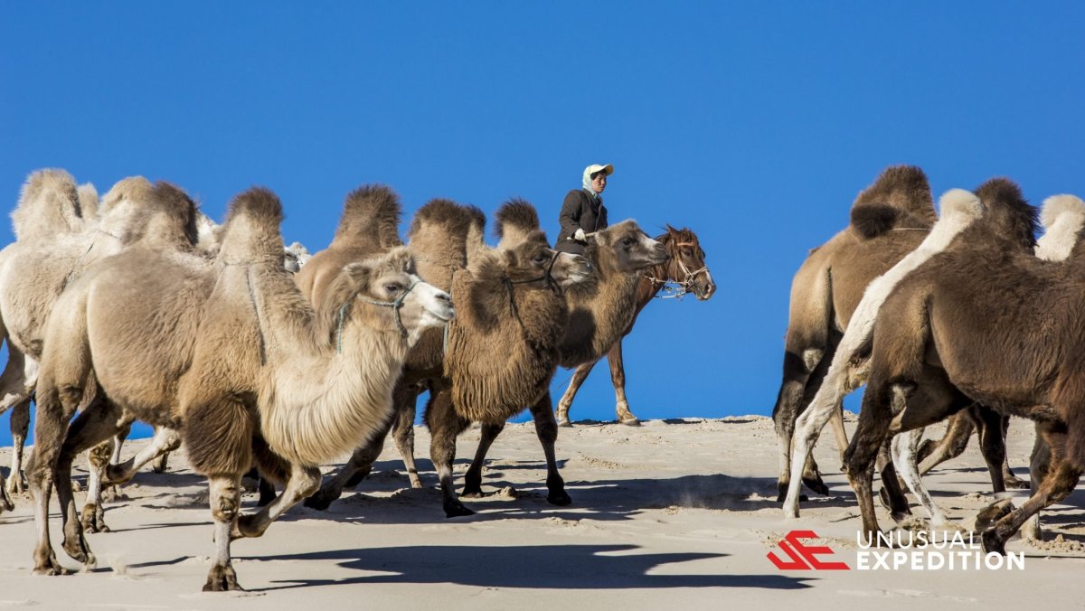 Верблюд двугорбый монгольский