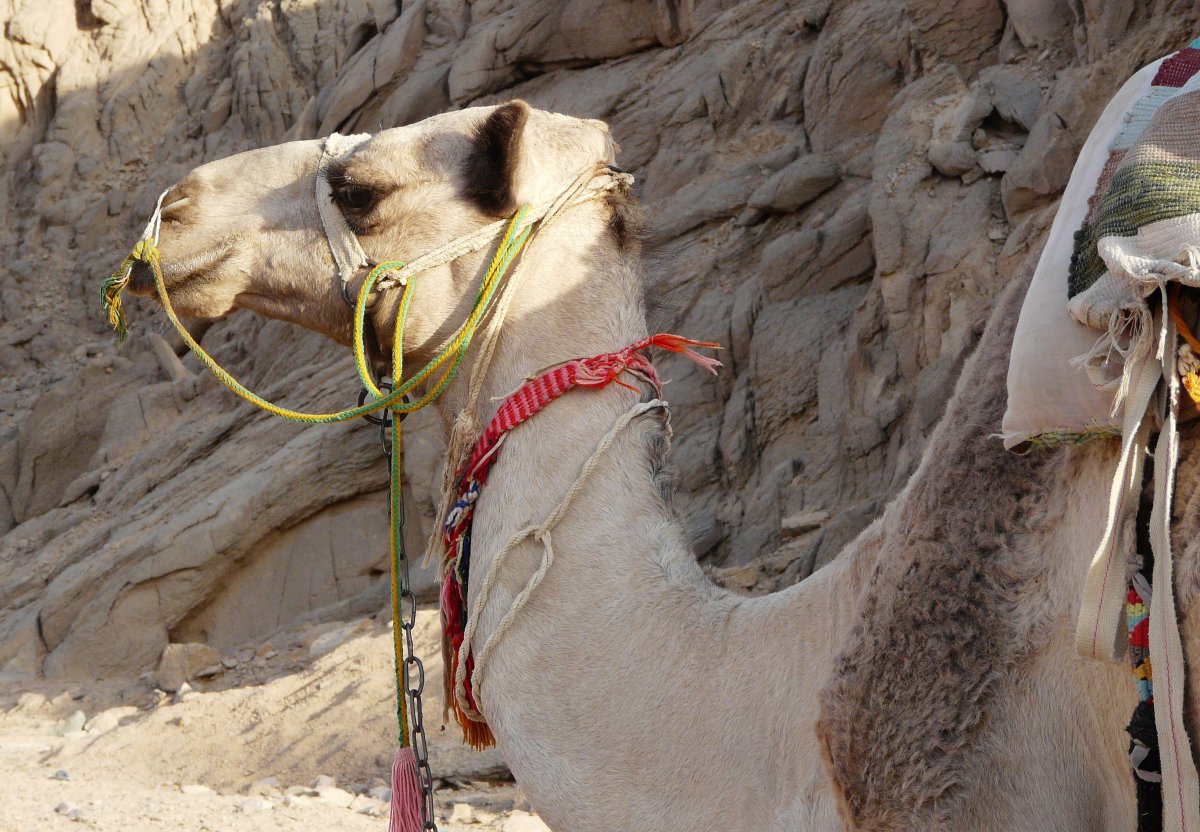 Восточные Верблюды