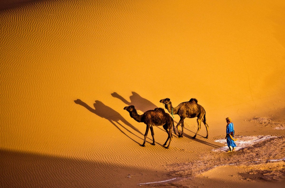 Тени верблюдов в пустыне