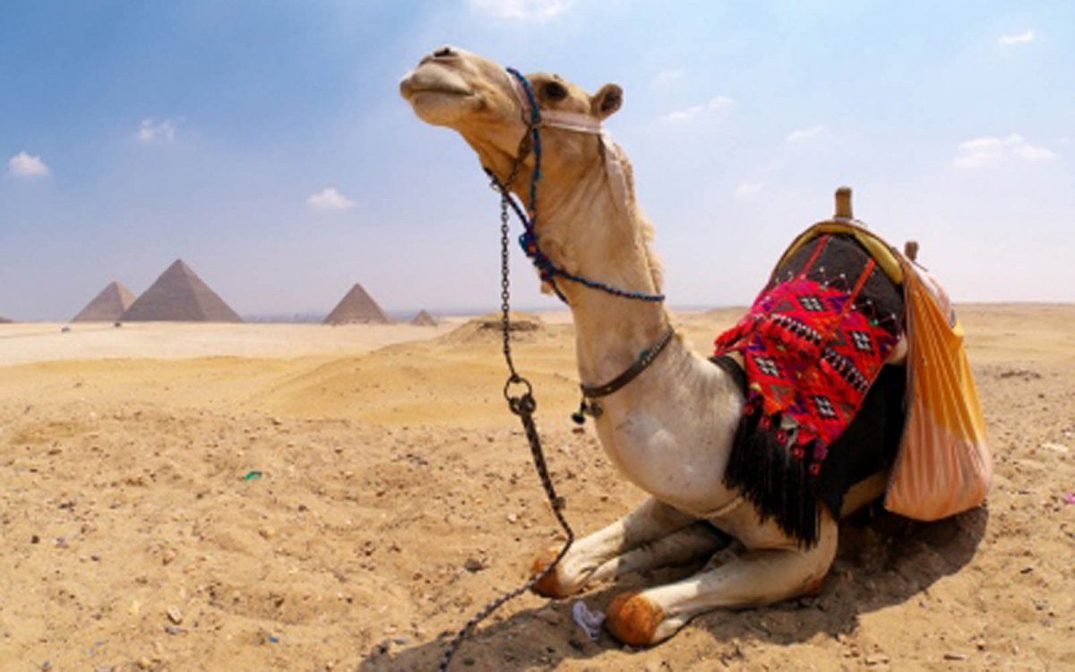 Египетский верблюд