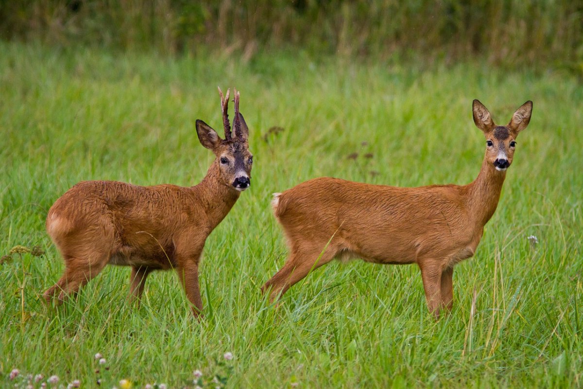 Косуля Сибирская это козел
