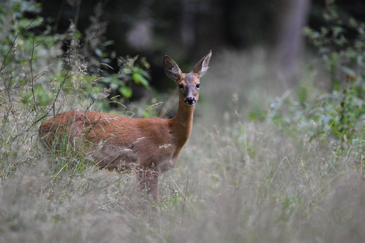 Дзерна косуля