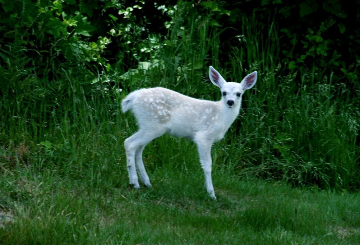 Олененок альбинос