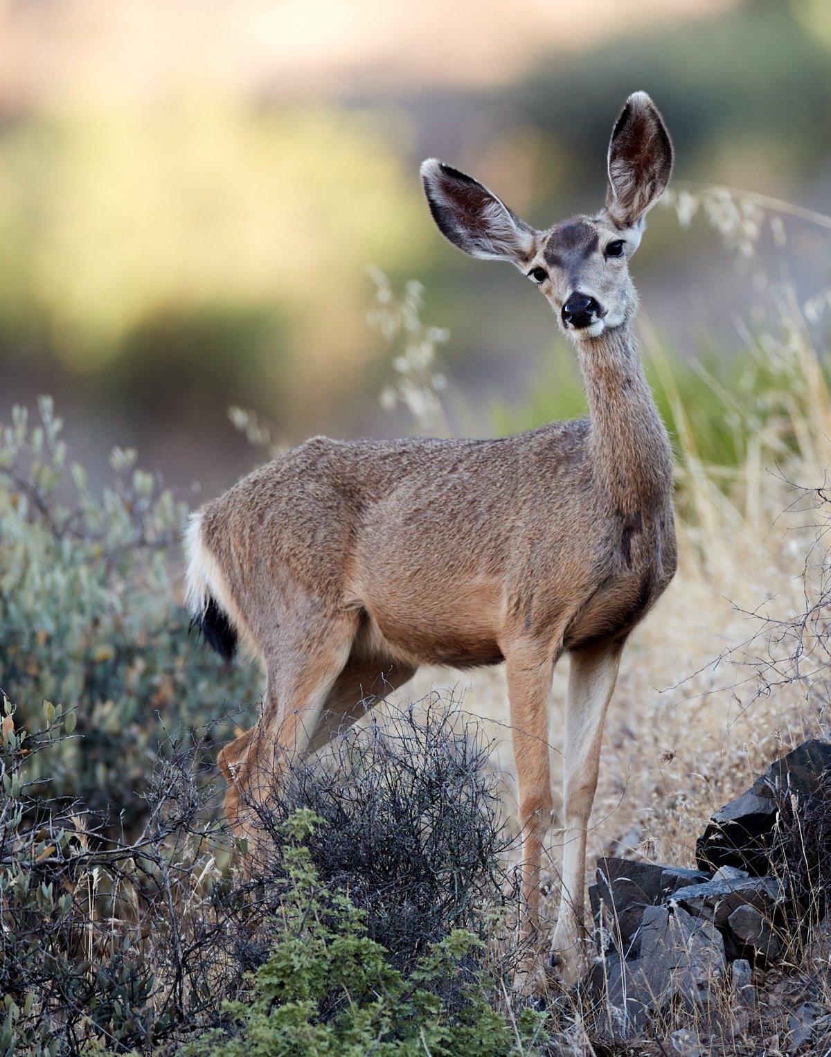 Косуля маленькая