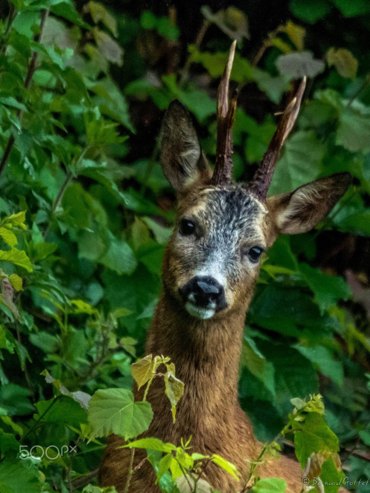 Козуля фото
