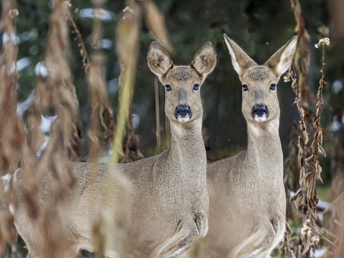 Пятнистый олень