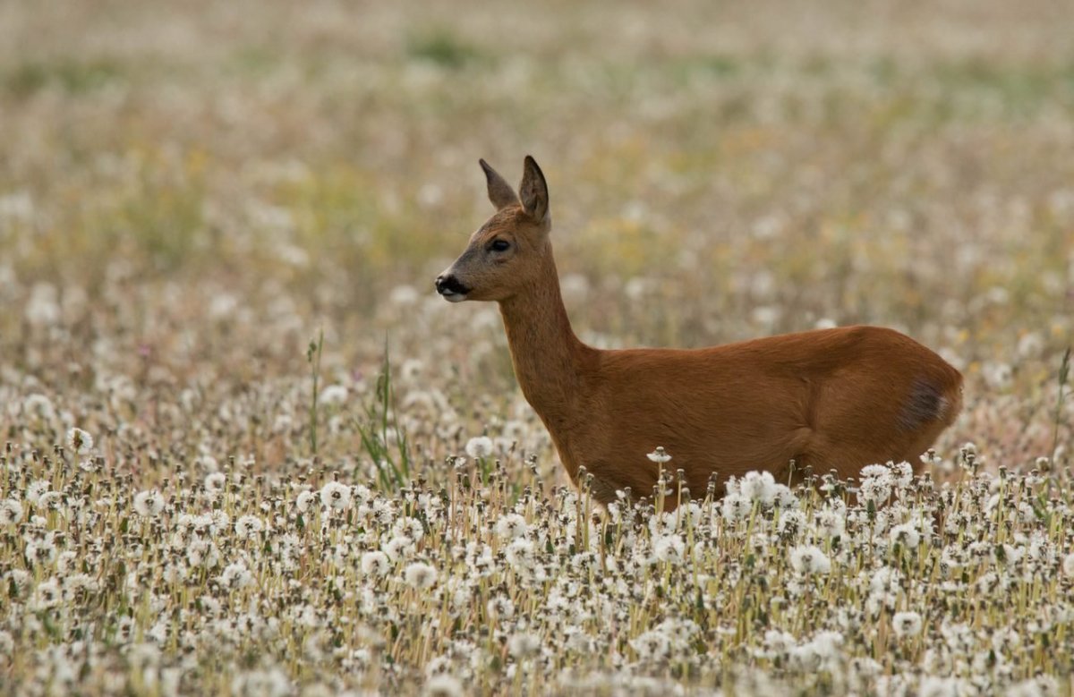 Косуля и олень