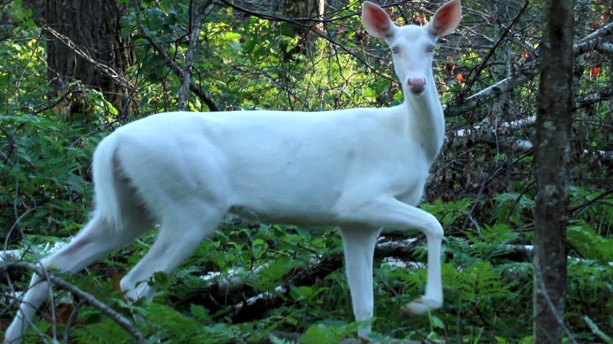 Олениха альбинос