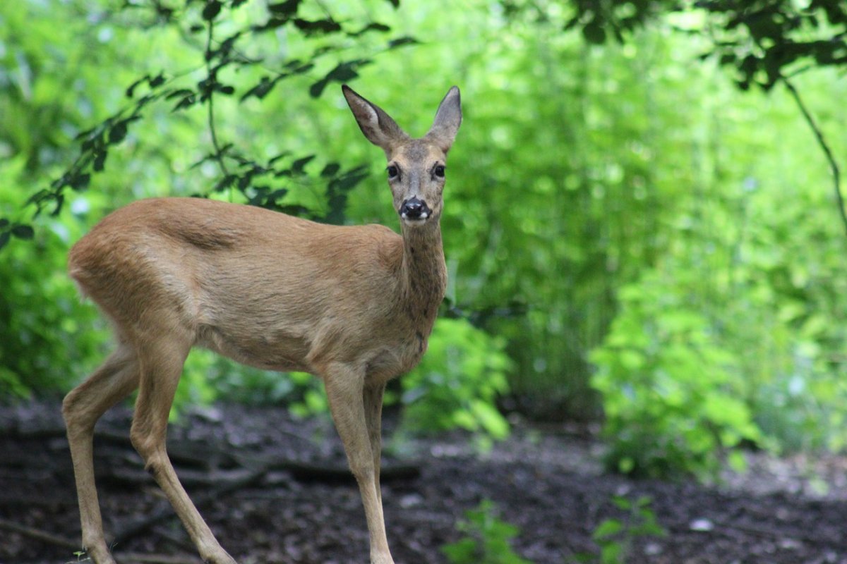Пятнистый олень Оленята