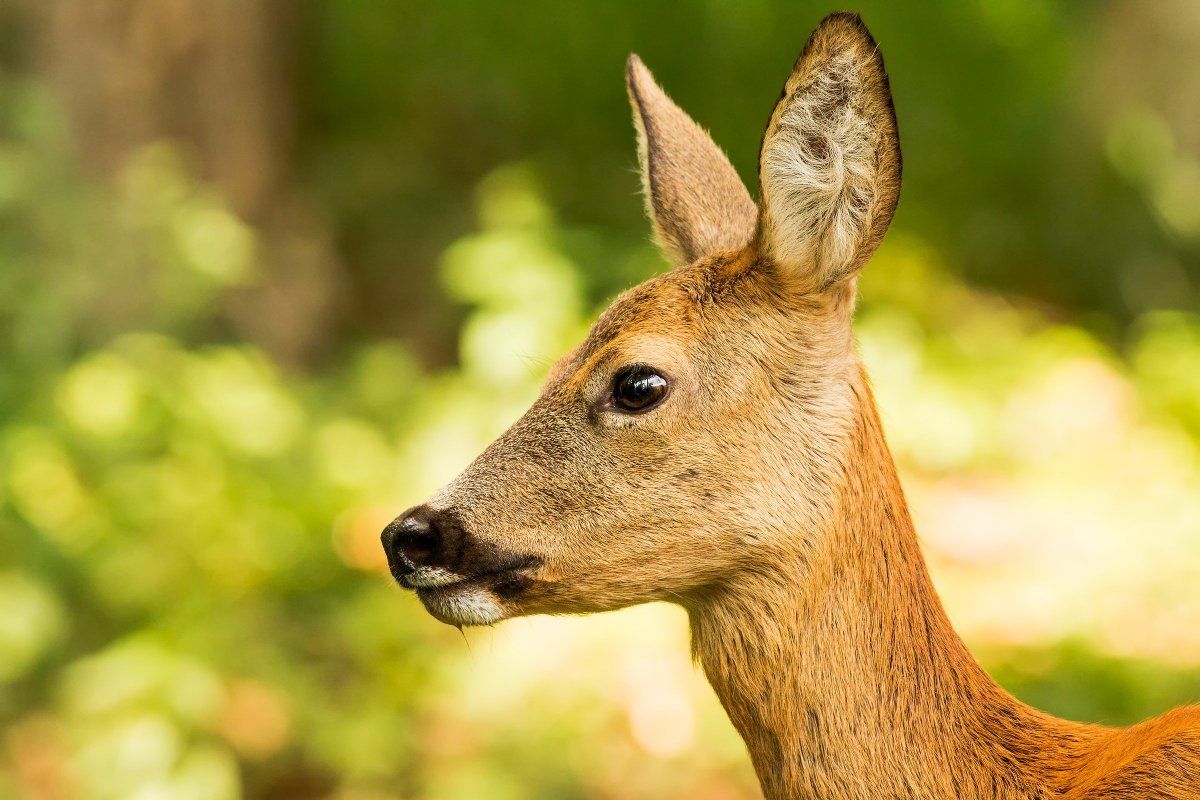 Пятнистый олень Бэмби