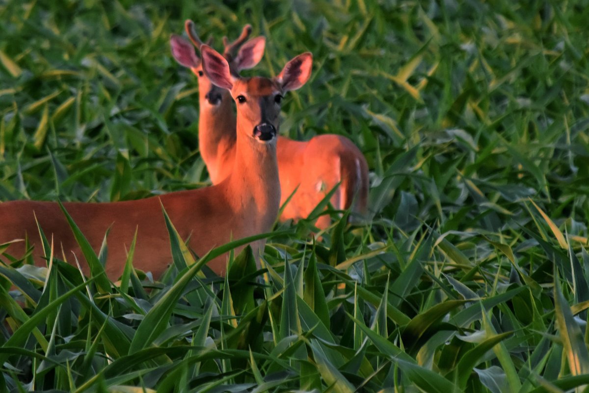 Косуля пятнистая