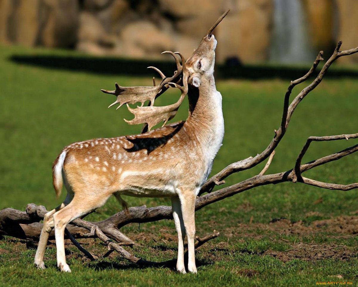 Грациозная Лань