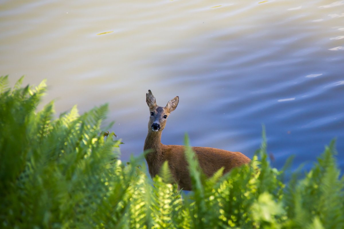 Косуля Сибирская кабарга