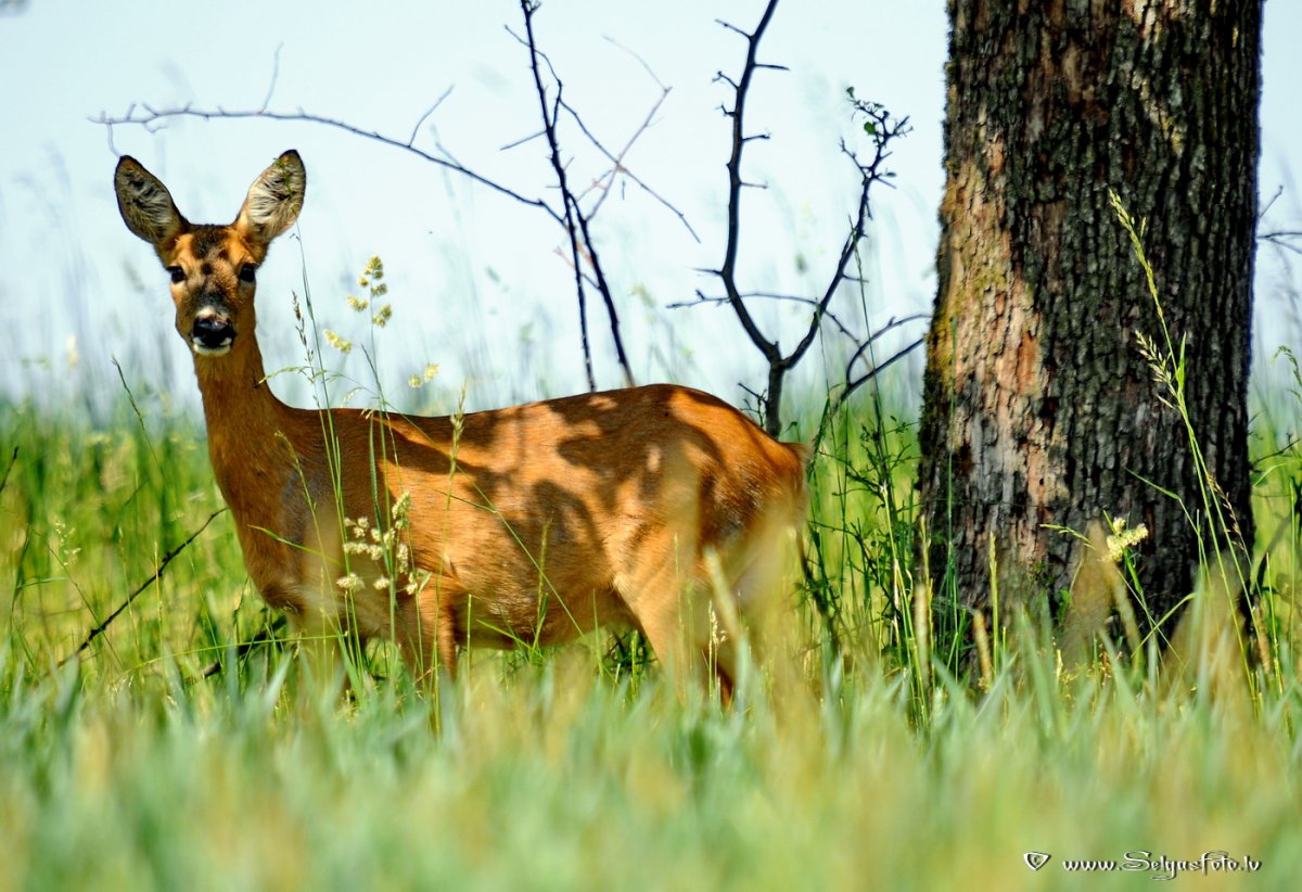 Зауральская косуля