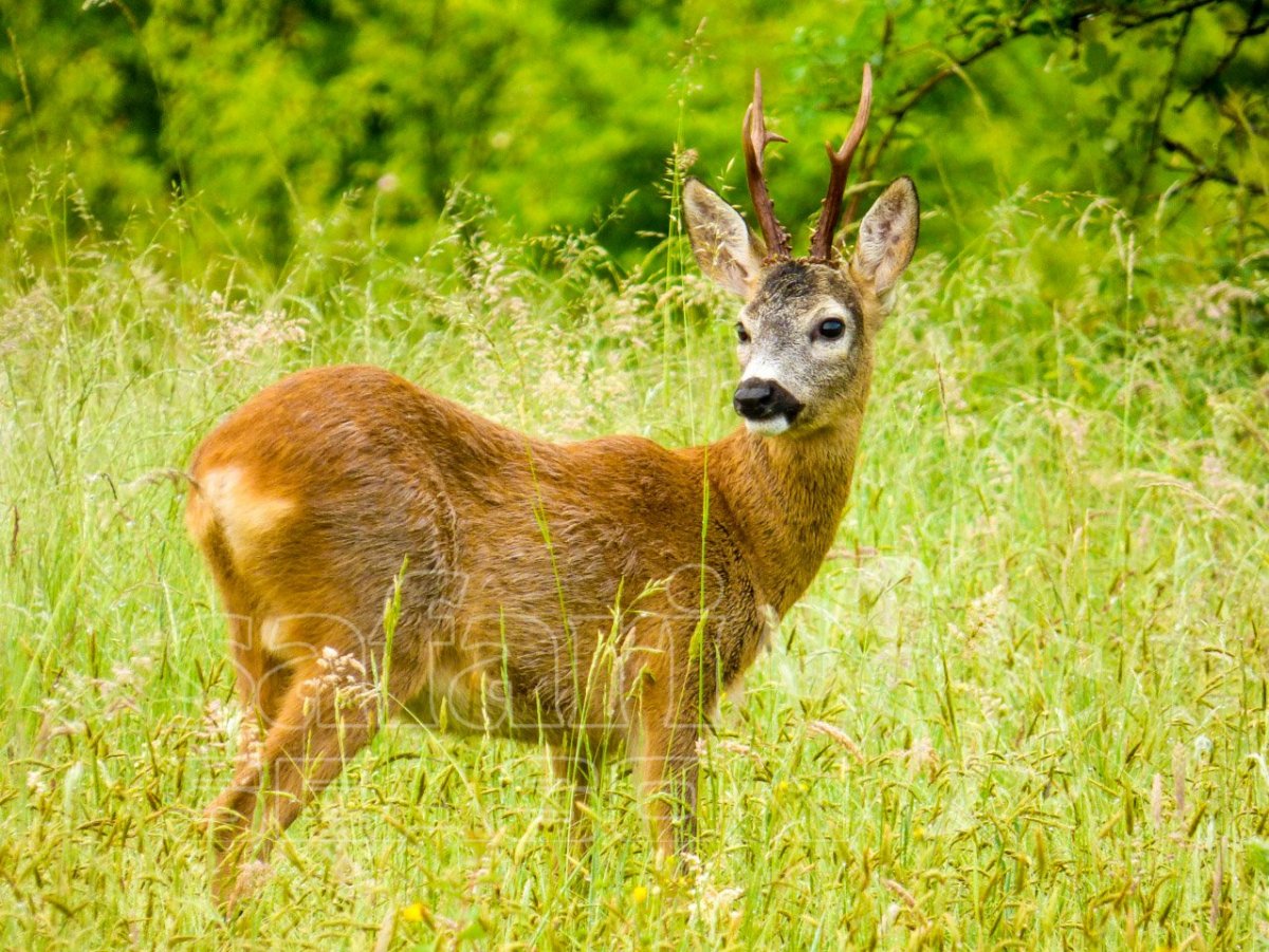 Антилопа косуля