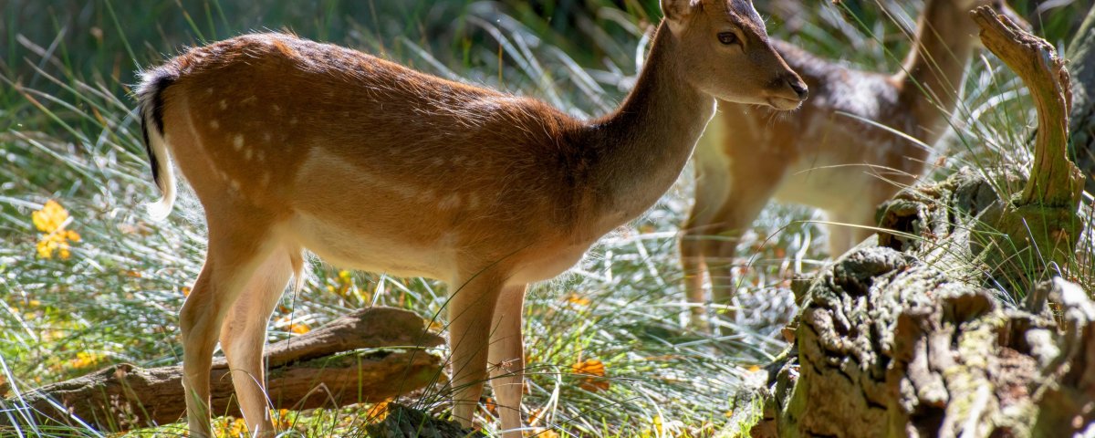 Сибирская косуля Хакасия