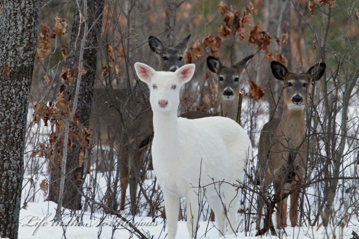 Шон Олененок