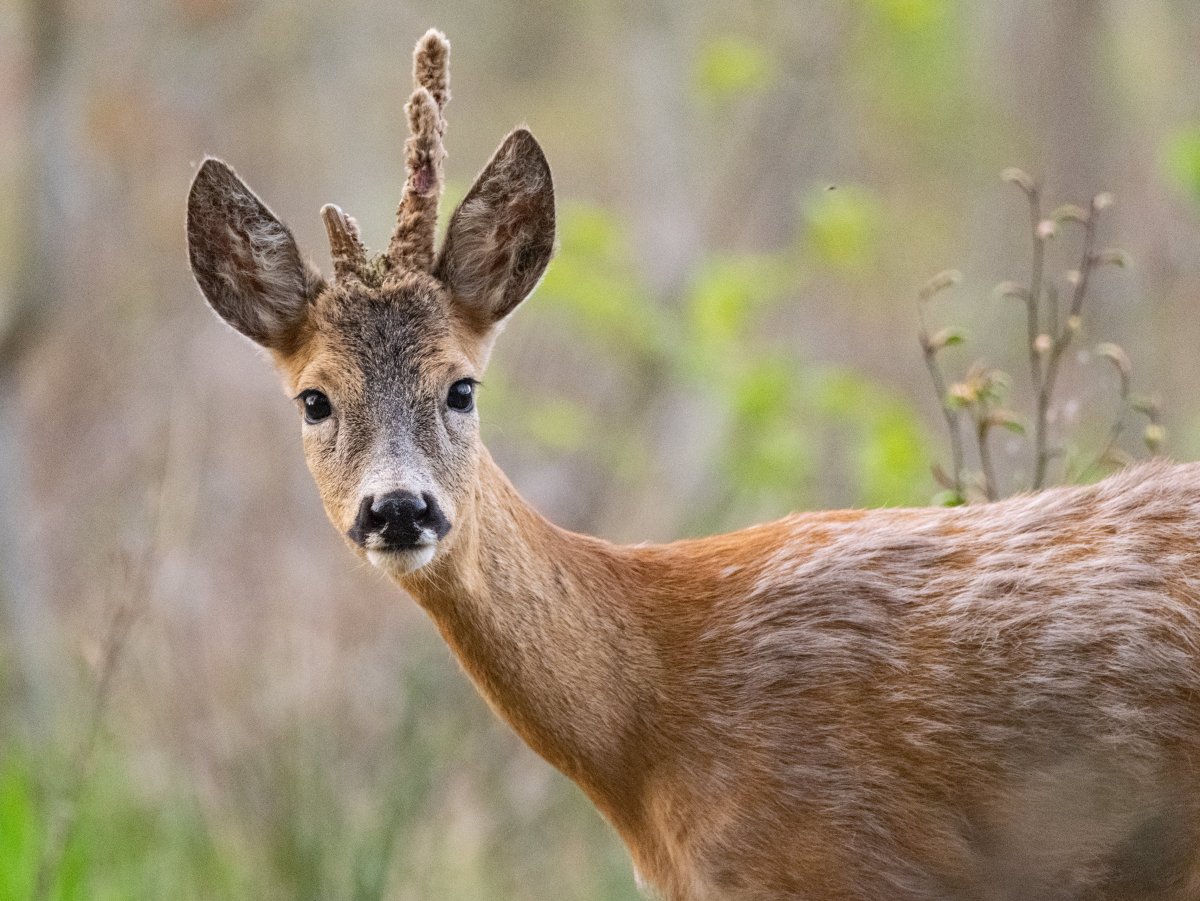 Антилопа альбинос