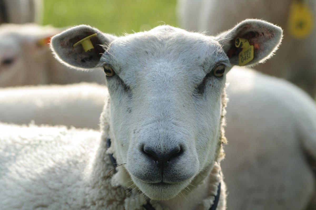 Красивая овца