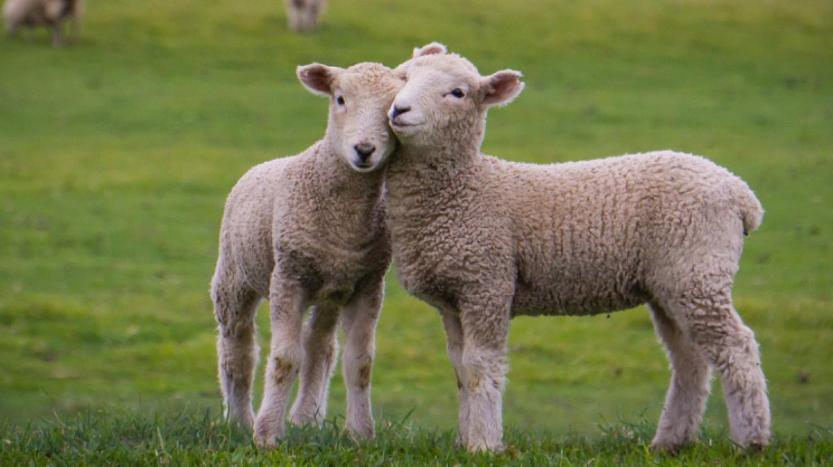 Красивая овца