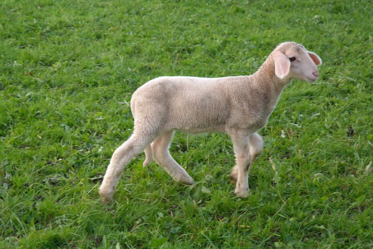 Овца с боку