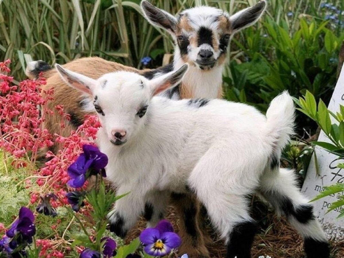 Красивая козочка