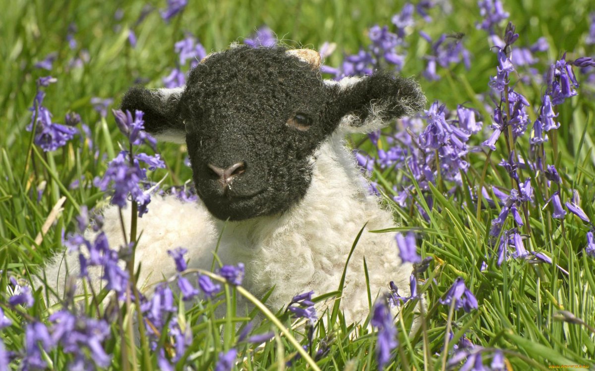 Овечка в цветах