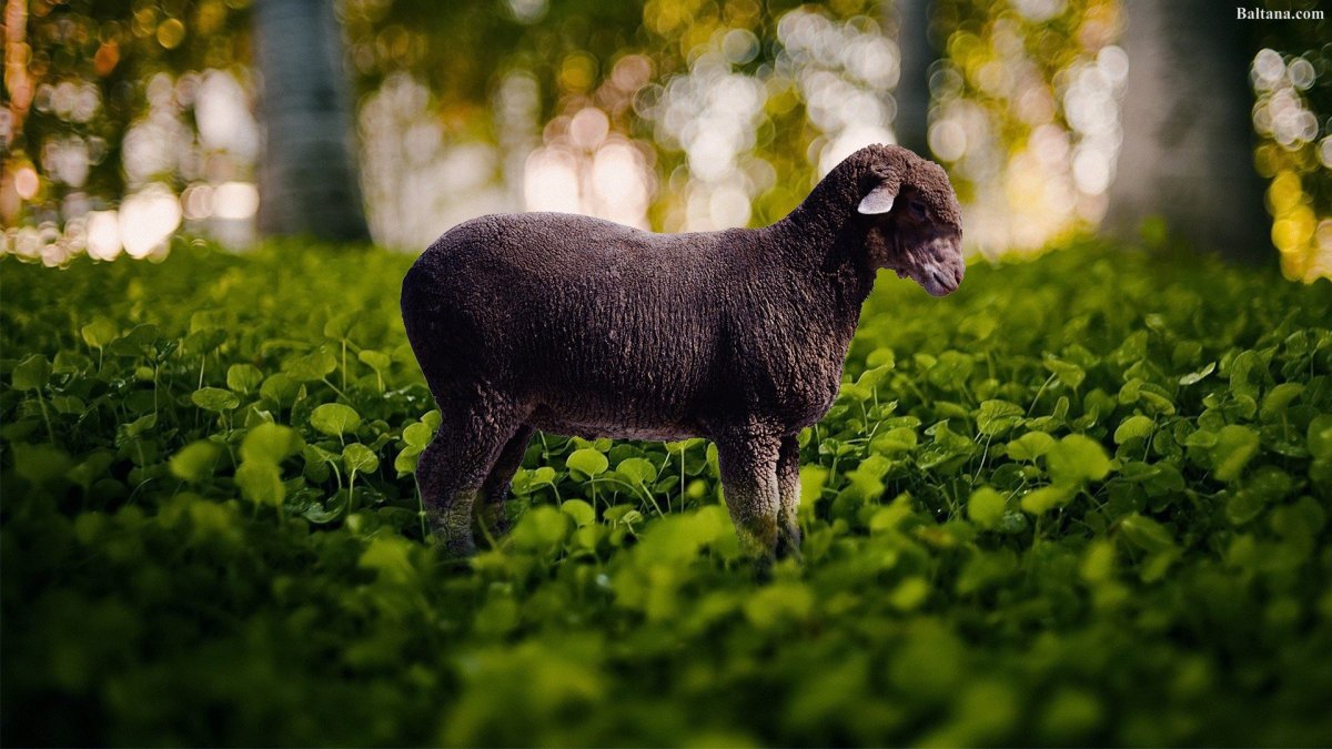 Красивый баран