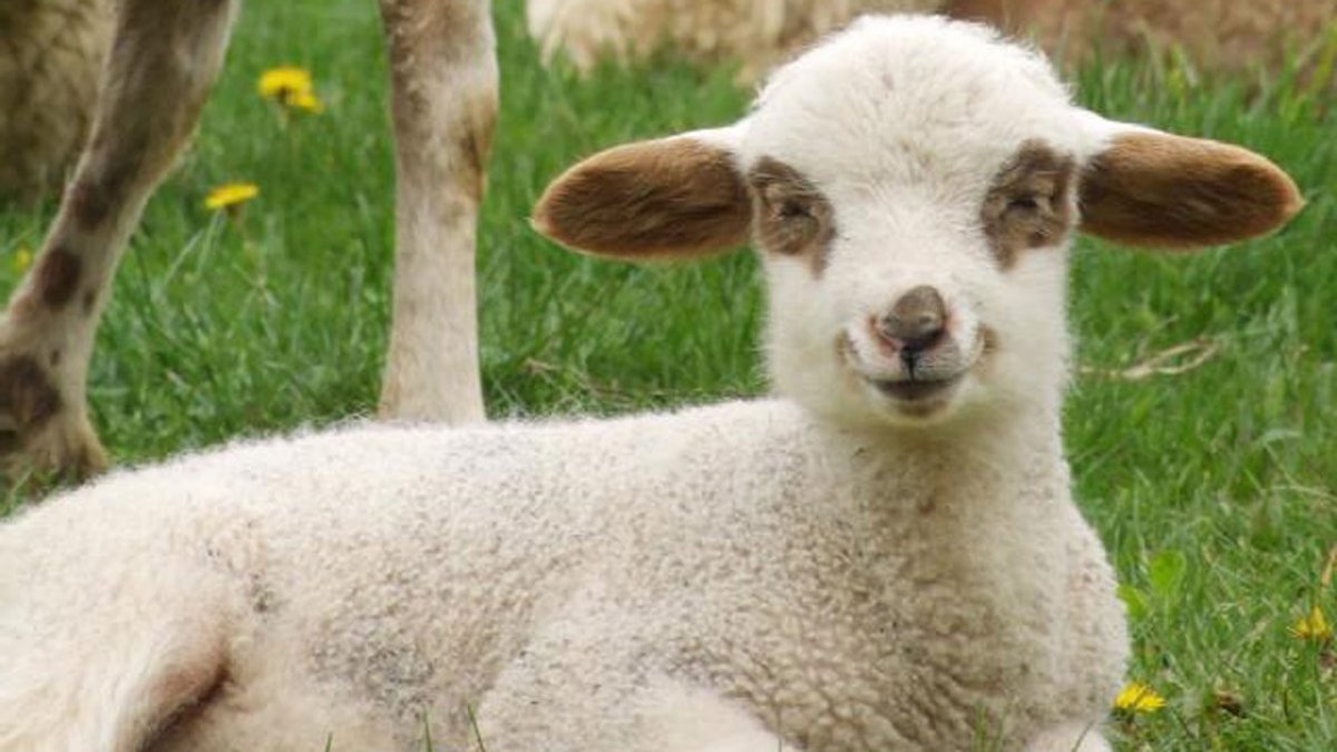 Мутон животное