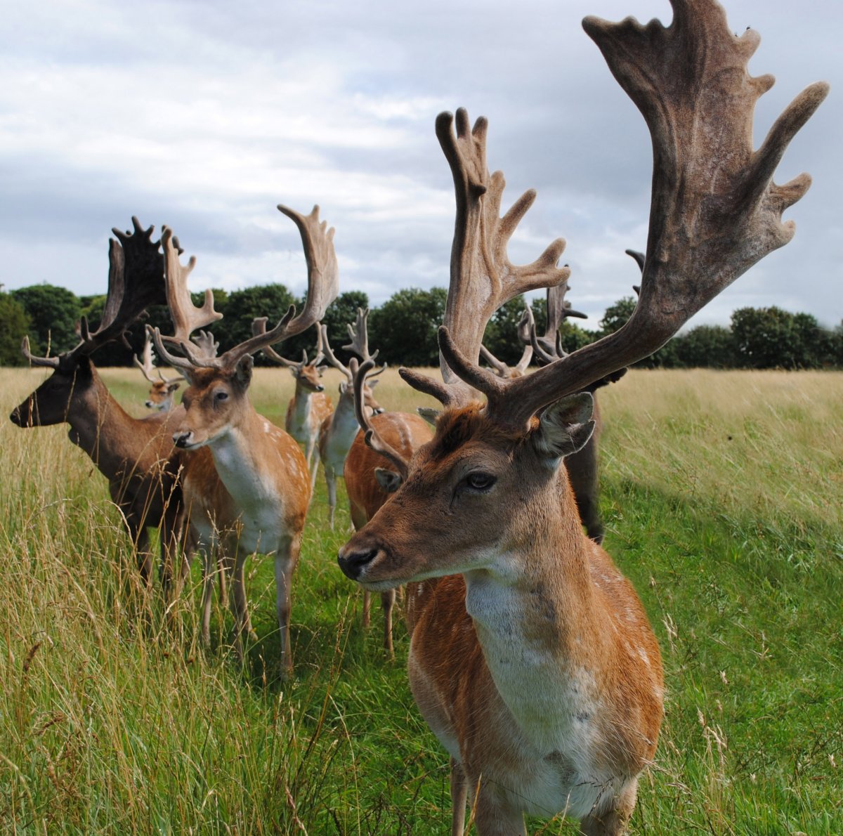 Ареал белохвостого оленя