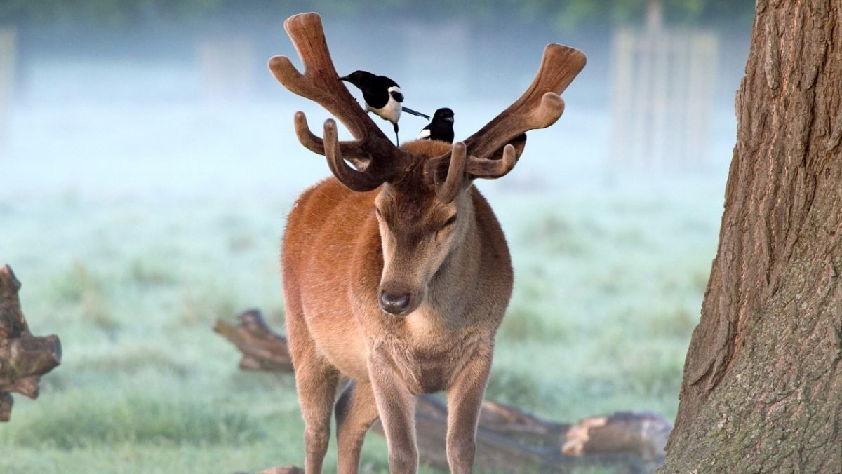 Пернатый олень